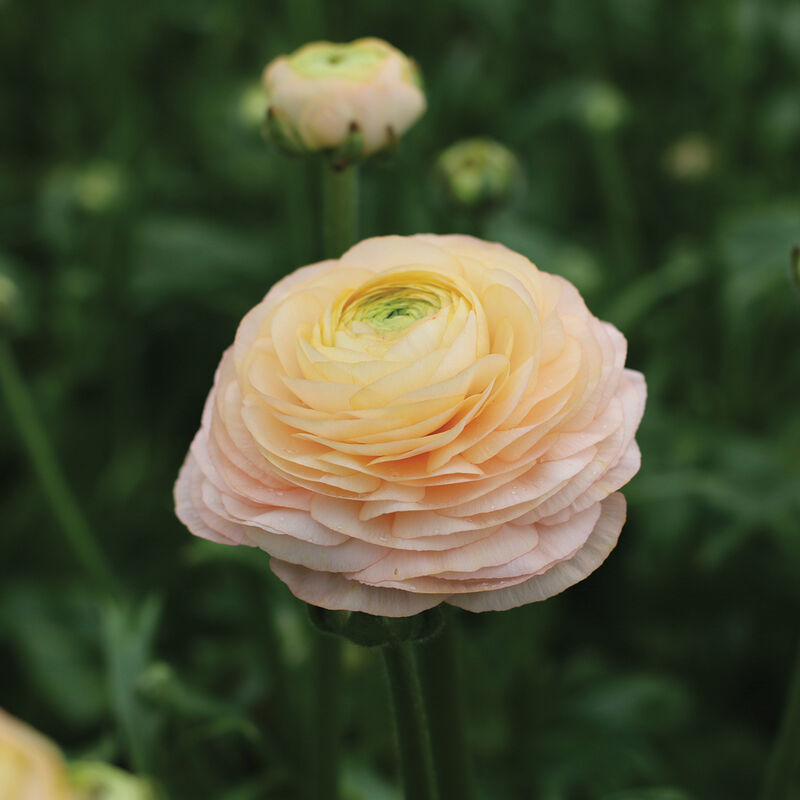 Romance&trade; Salerno&reg; Ranunculus