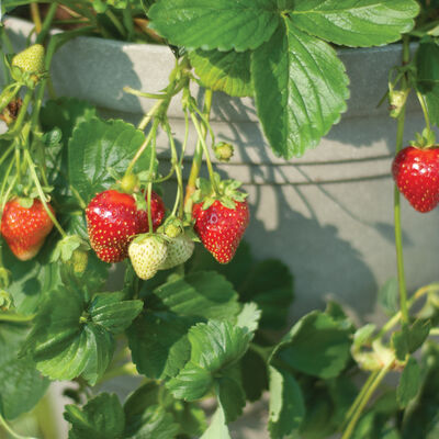 Seascape &ndash; Fall-Planted Strawberry Bare-Root Plants