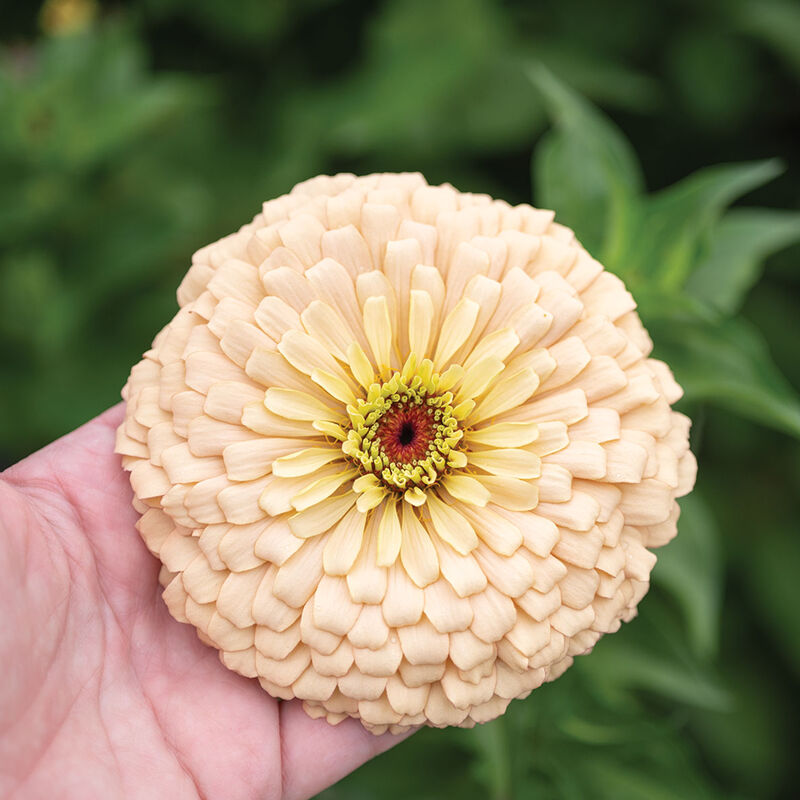 Linen Johnny's Zinnias