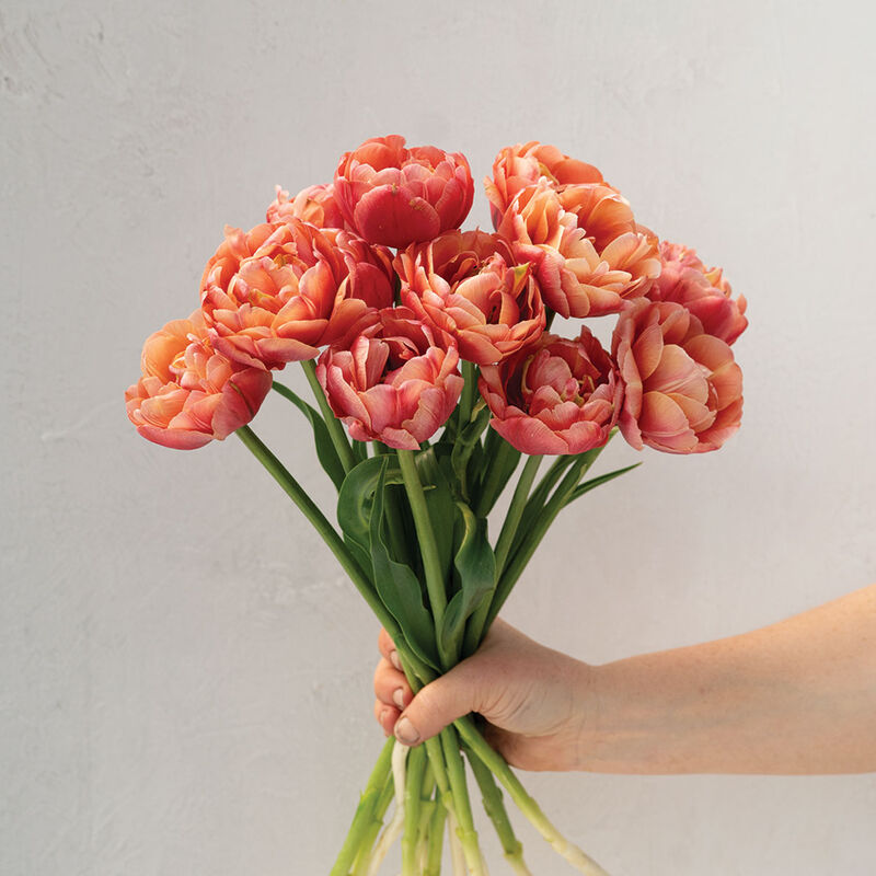 Copper Image Tulips