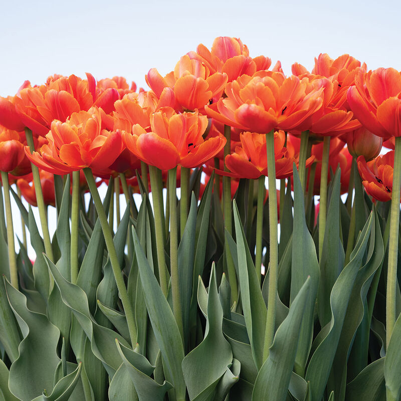 Icoon Tulips