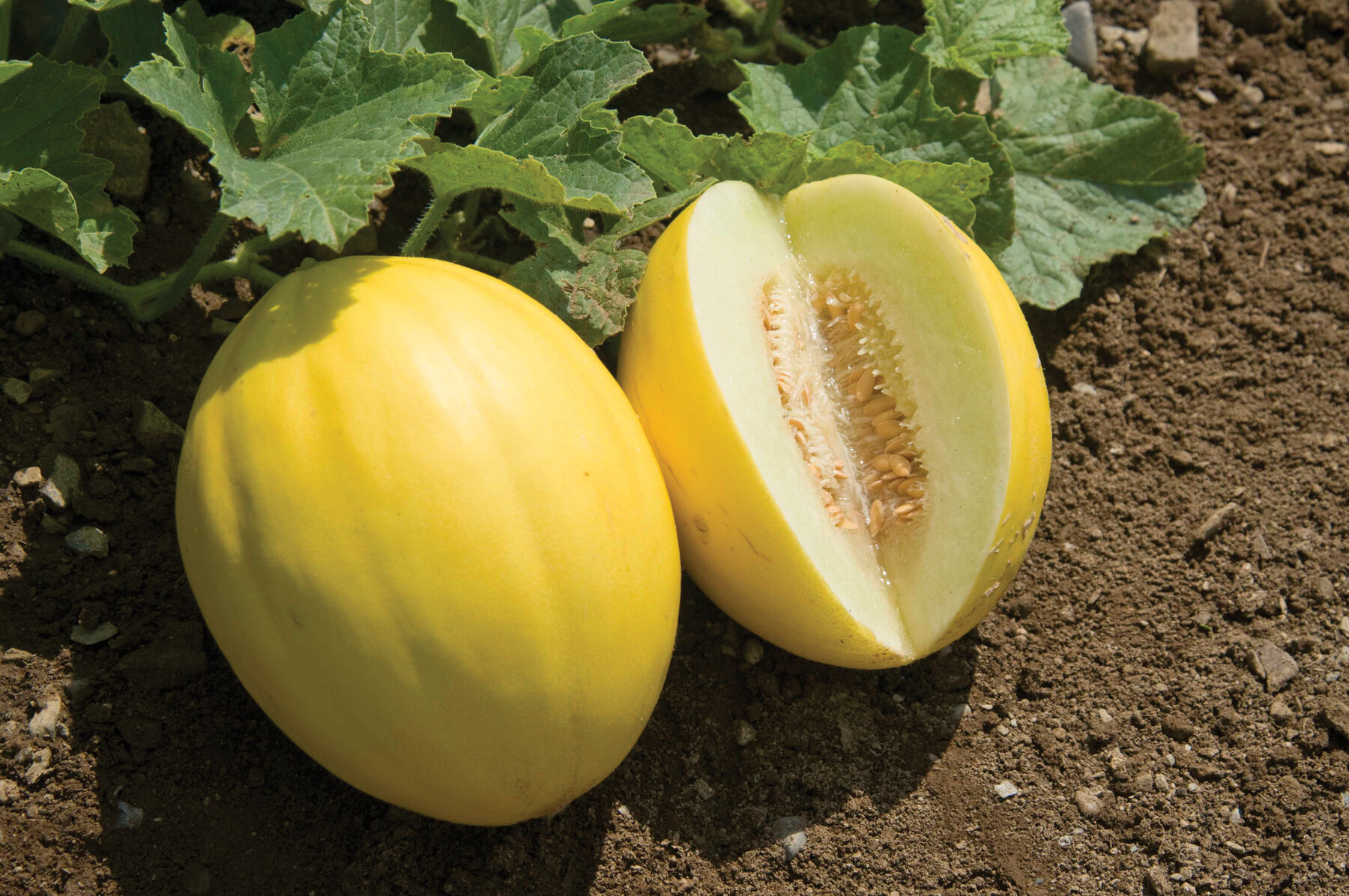Brilliant Canary Melons