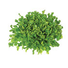 Salanova&reg; Green Upright Oak Salanova&reg; Lettuce