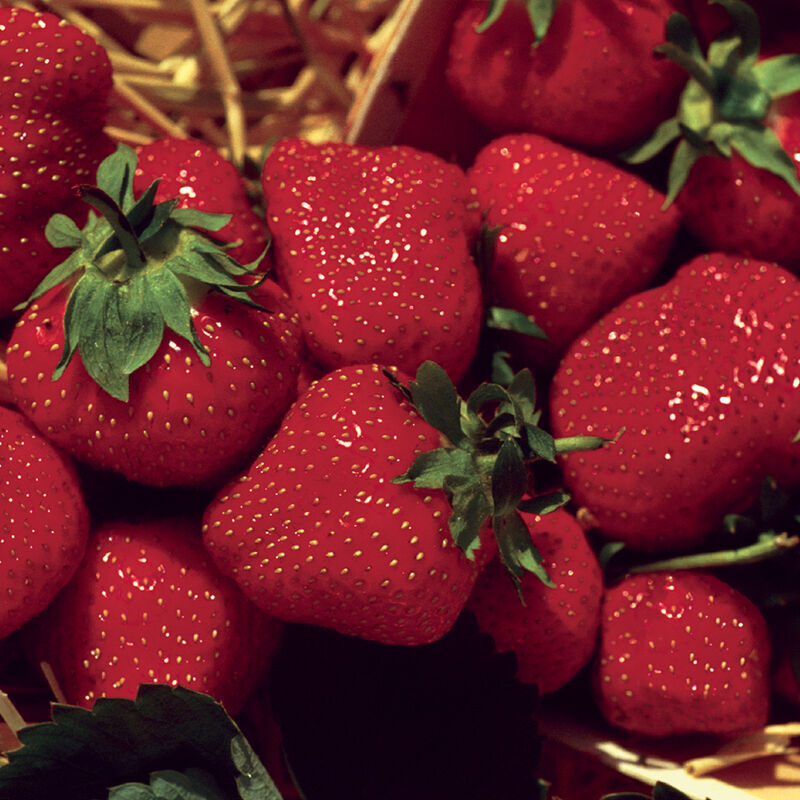 Jewel &ndash; Spring-Planted Strawberry Bare-Root Plants