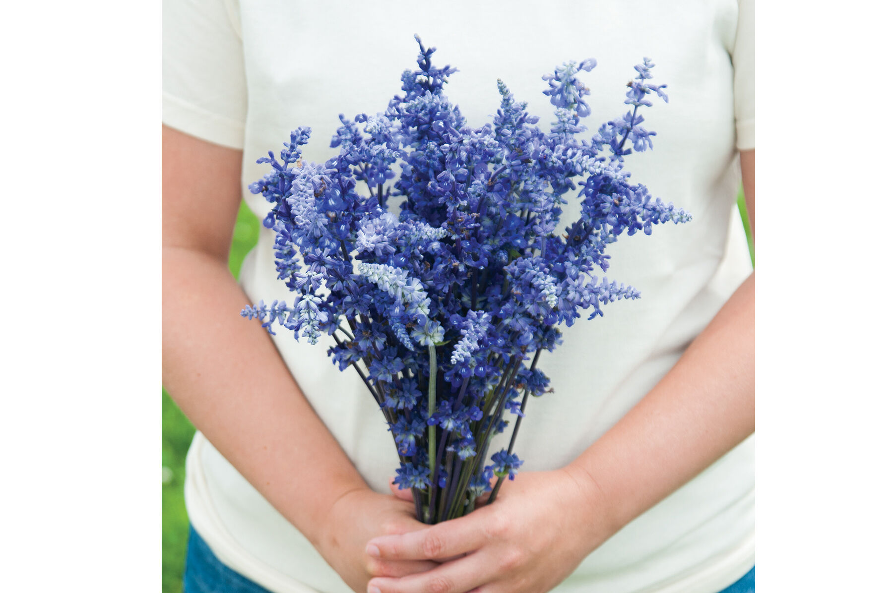 Victoria Blue Salvia