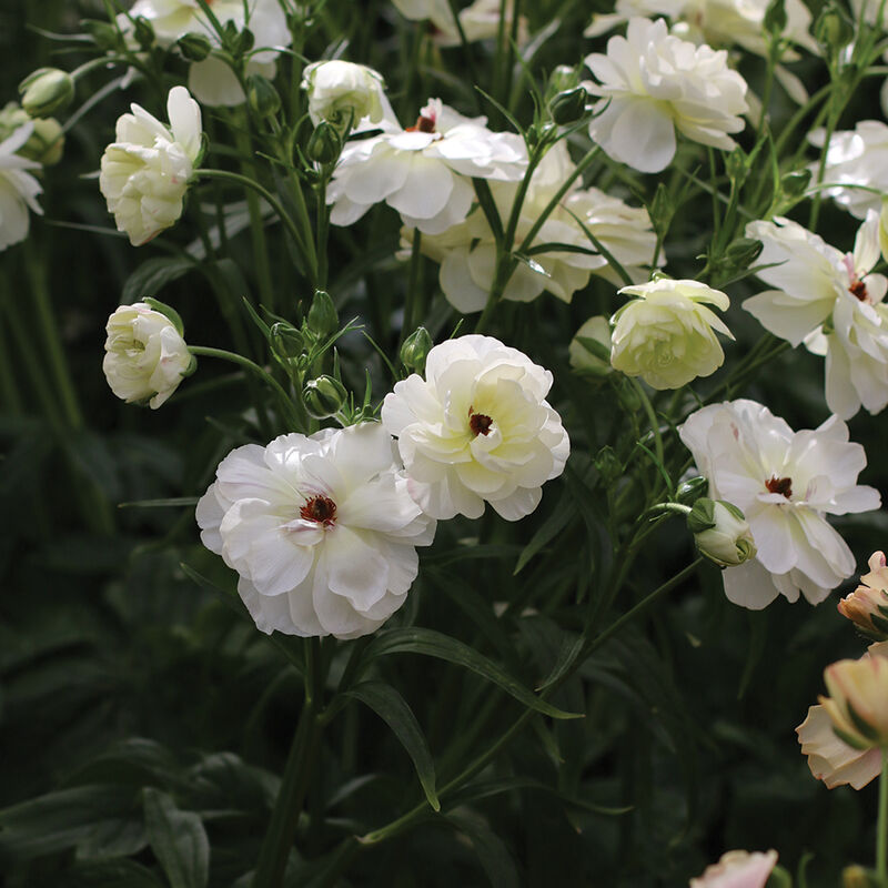 Butterfly&trade; Ninos&reg; Ranunculus
