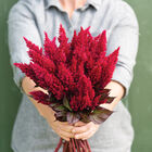 Sunday&trade; Wine Red Celosia
