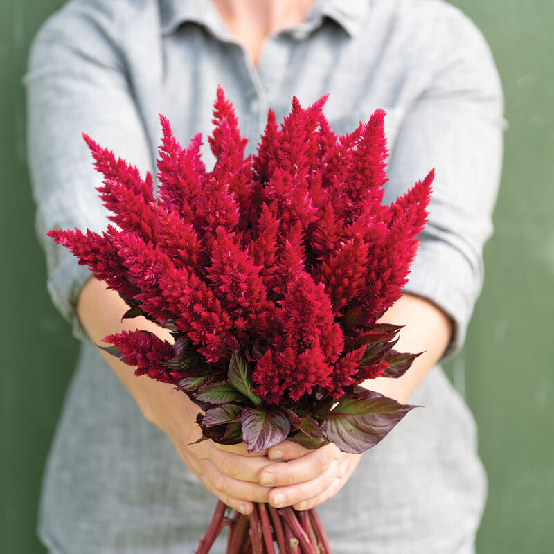 Sunday&trade; Wine Red Celosia