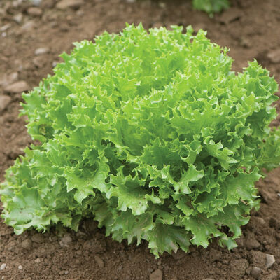 Salanova&reg; Green Sweet Crisp Salanova&reg; Lettuce