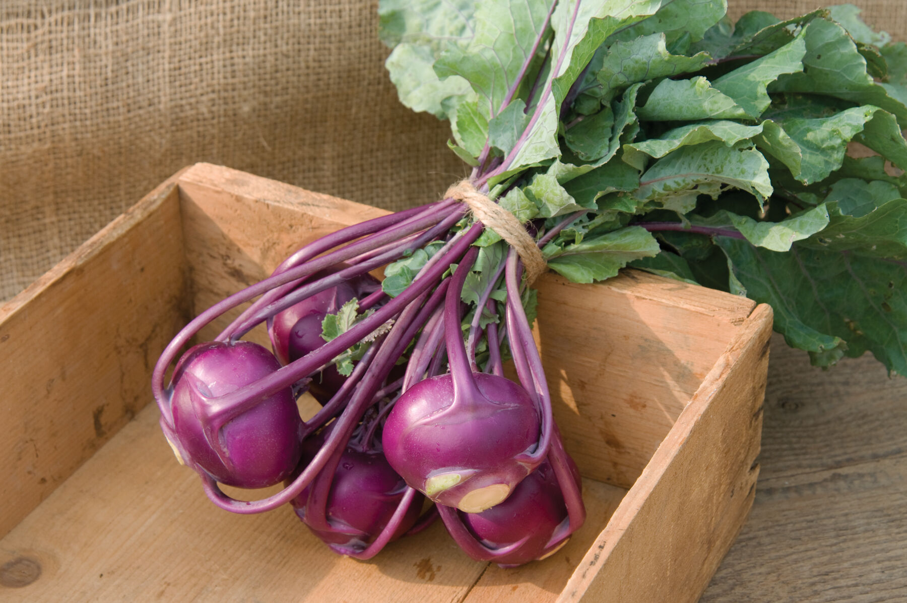 Kolibri Kohlrabi