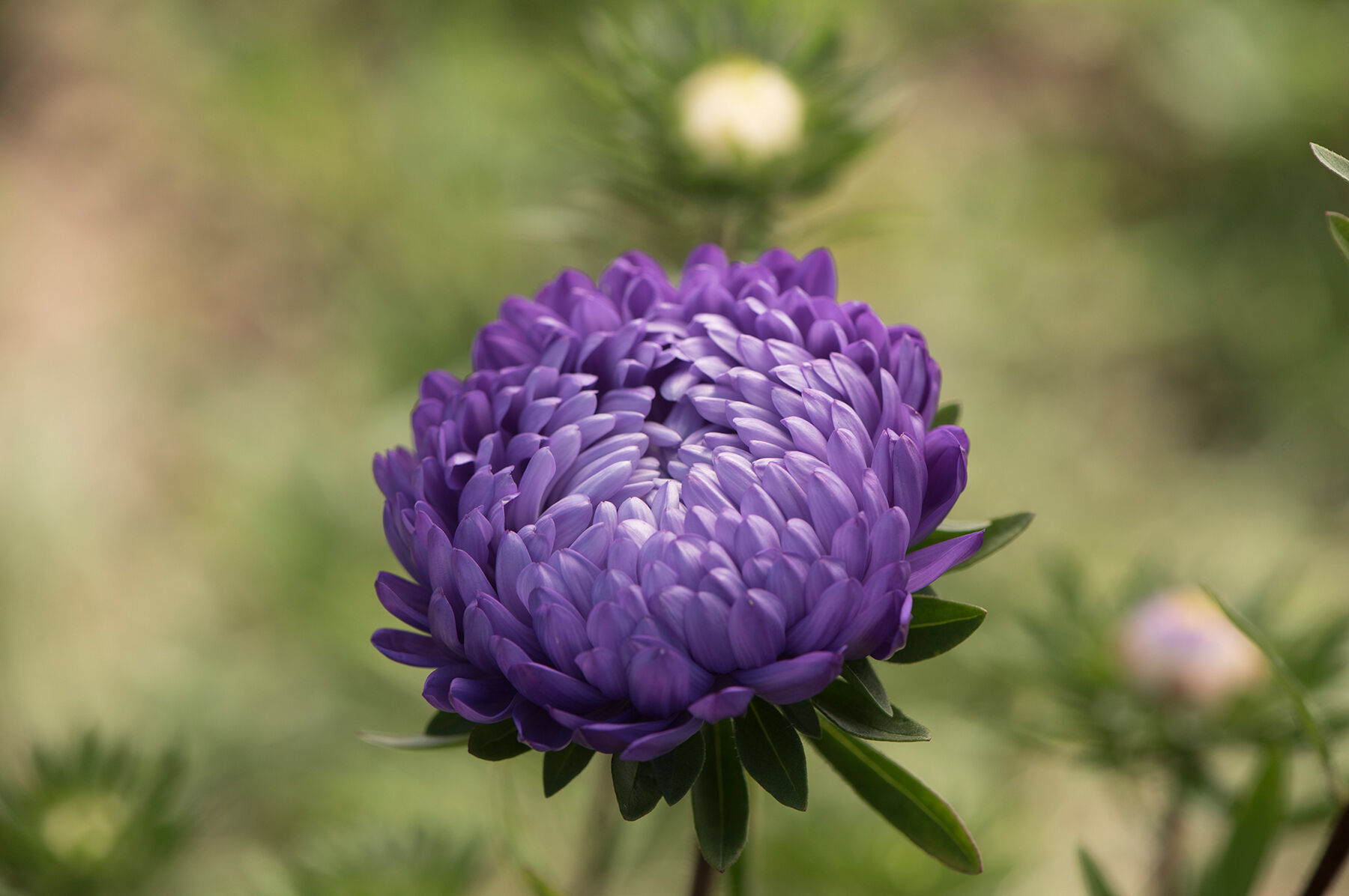Tower Blue Aster