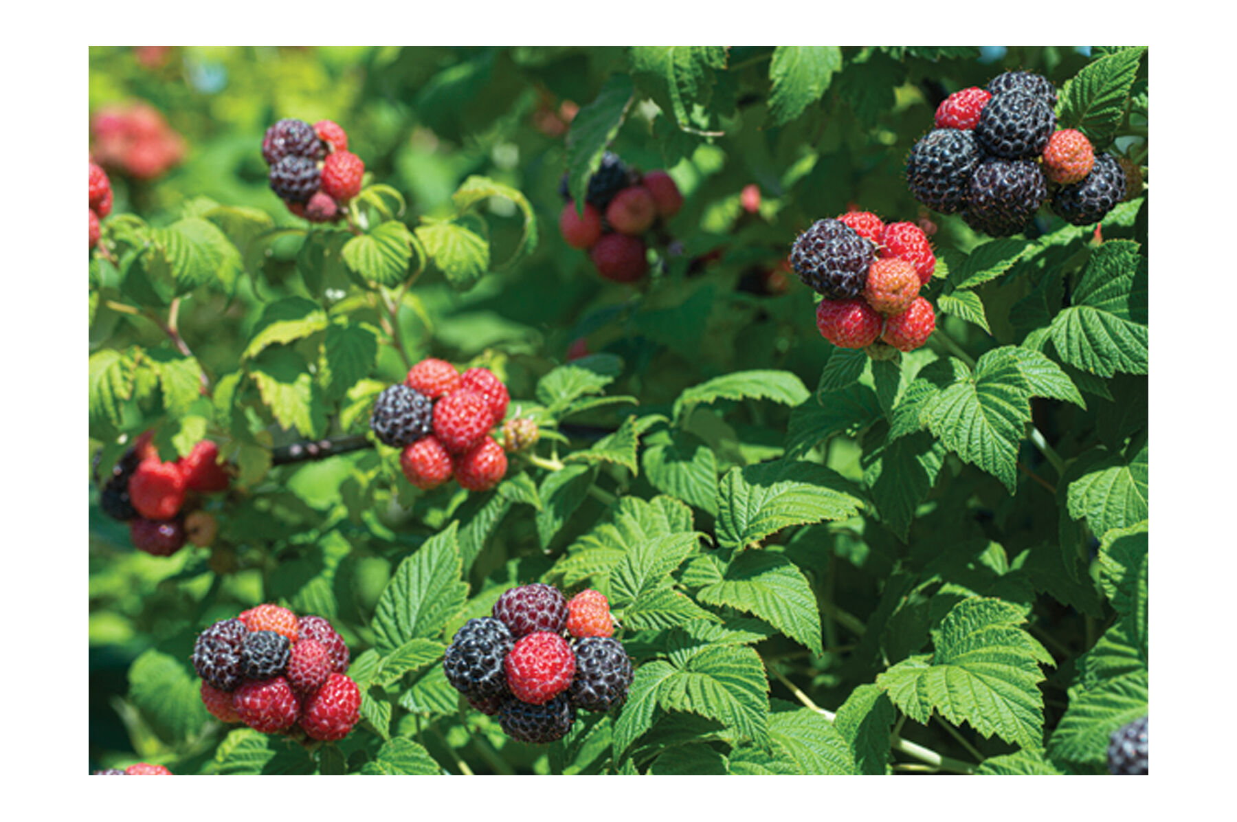 Tahi Raspberry