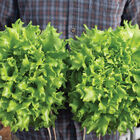 Salanova&reg; Green Batavia Salanova&reg; Lettuce