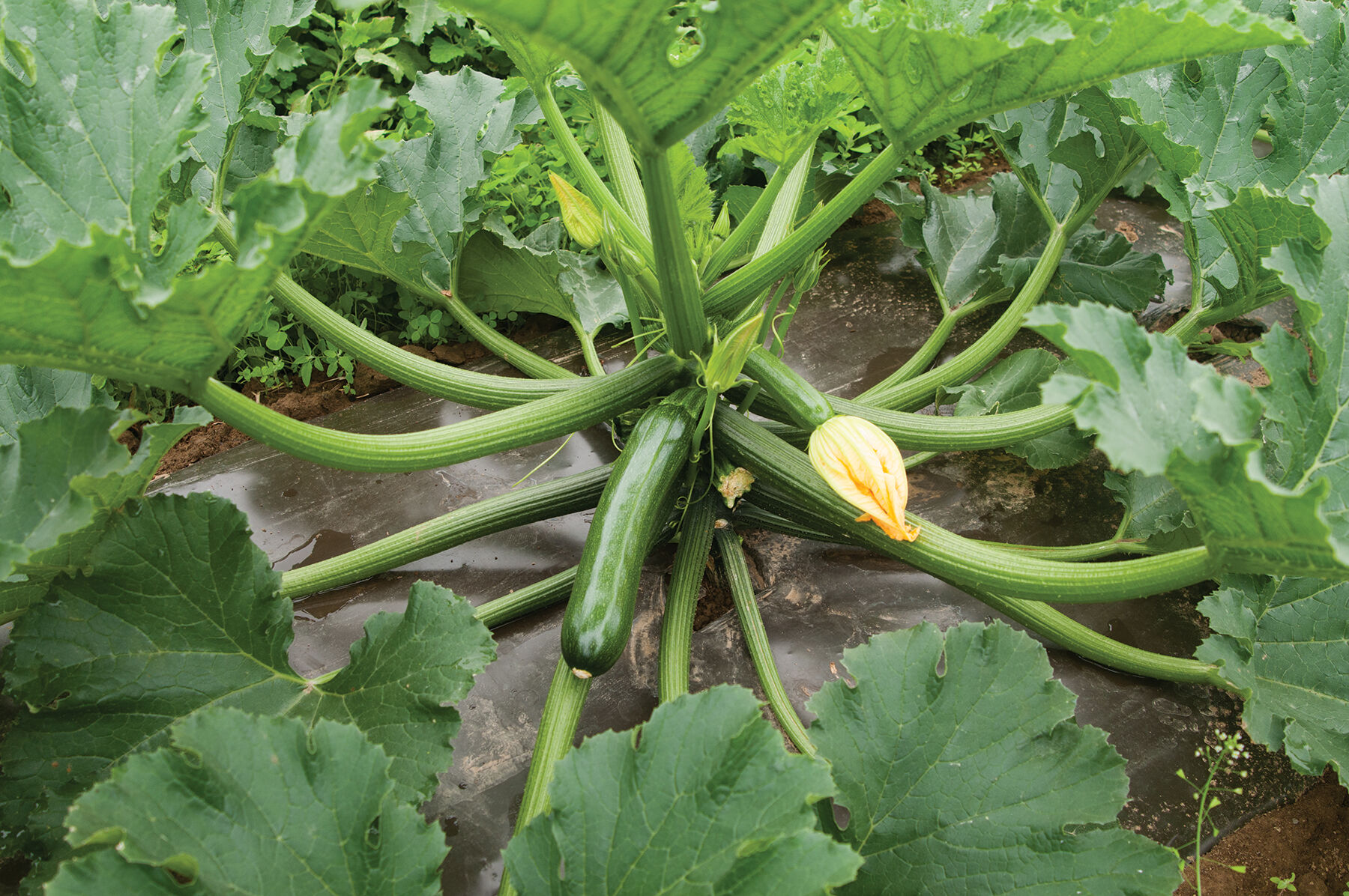 Green Machine Zucchini