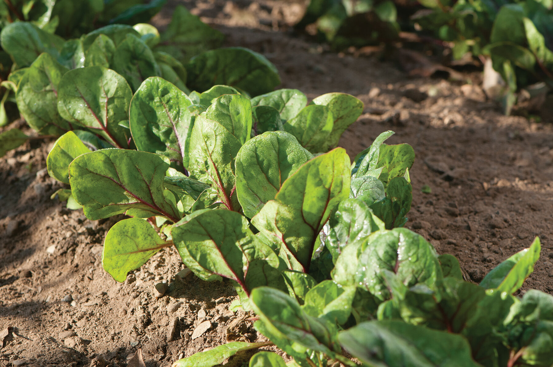 Red Kitten Spinach