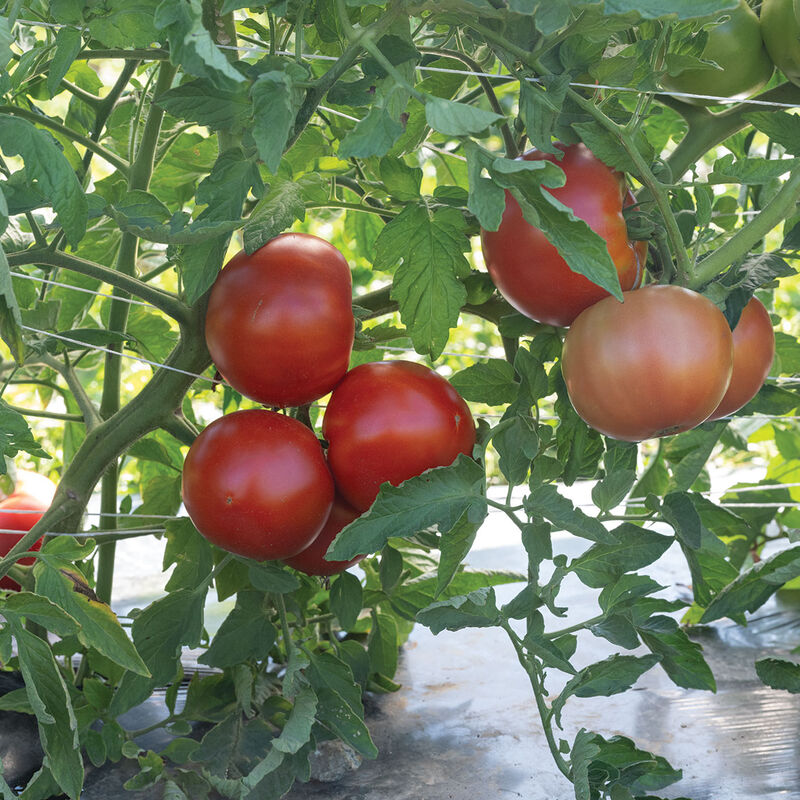 Unity Beefsteak Tomatoes