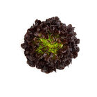 Salanova&reg; Hydroponic Red Oakleaf Salanova&reg; Lettuce