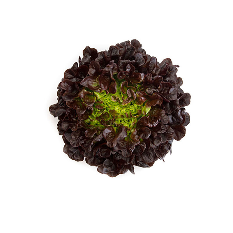 Salanova&reg; Hydroponic Red Oakleaf Salanova&reg; Lettuce