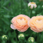 Romance&trade; Salerno&reg; Ranunculus