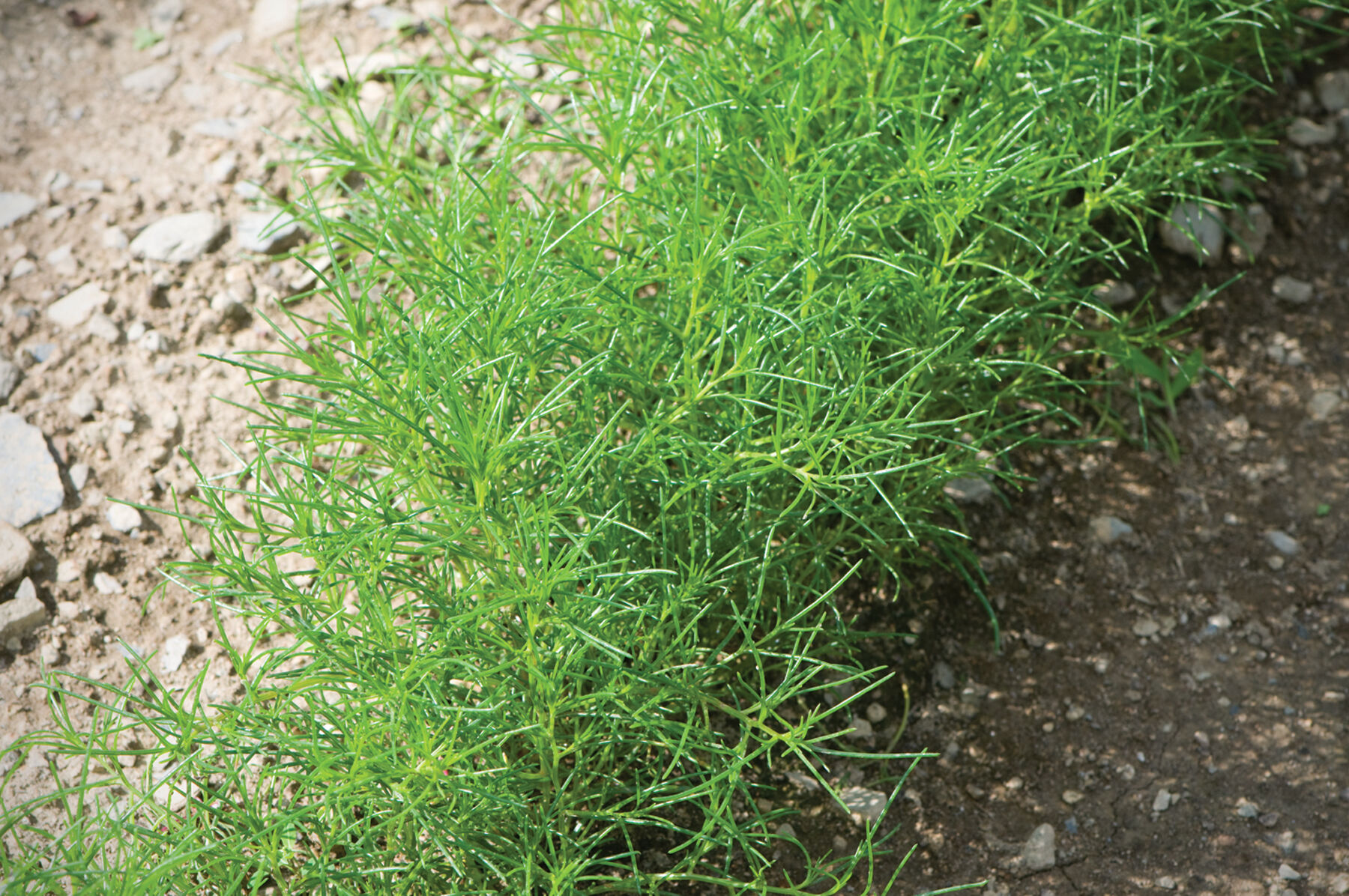 Saltwort Saltwort