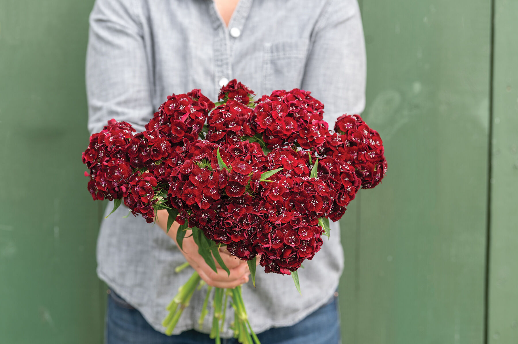 Sweet&trade; Black Cherry Dianthus (Sweet William)