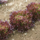 Salanova&reg; Red Sweet Crisp Salanova&reg; Lettuce