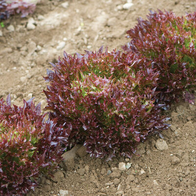 Salanova&reg; Red Sweet Crisp Salanova&reg; Lettuce