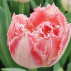 Ranomi&reg; Tulips