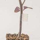 Top-Grafting Clips with Channel &ndash; 1.5 mm Grafting Supplies