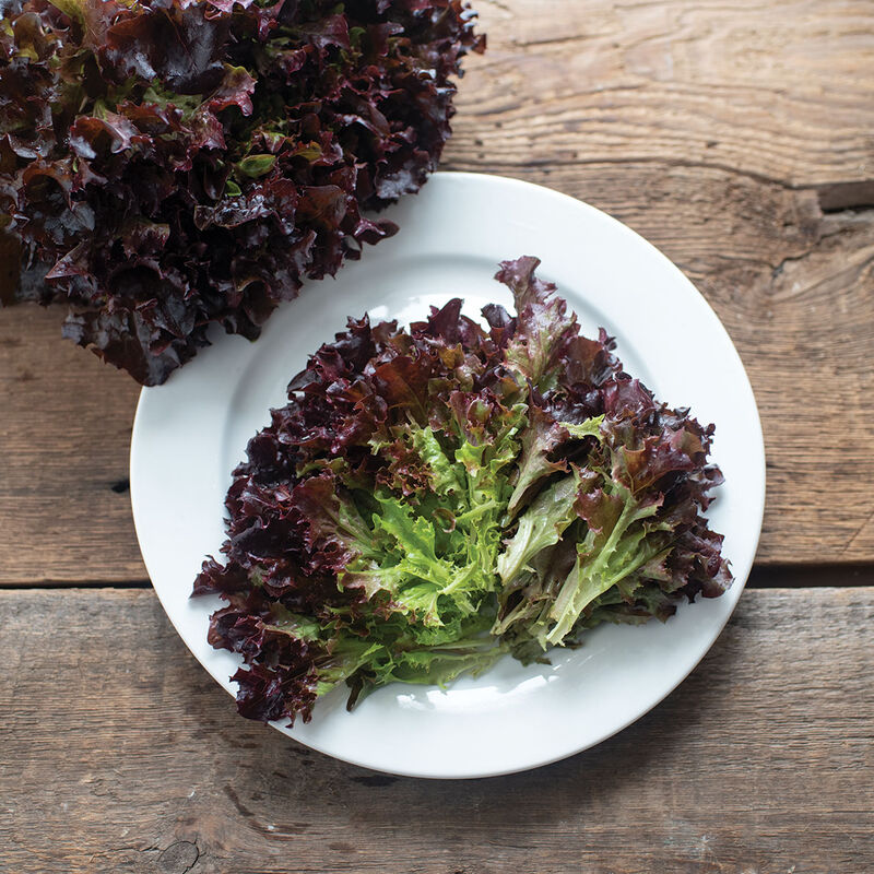 Salanova&reg; Red Tango Salanova&reg; Lettuce