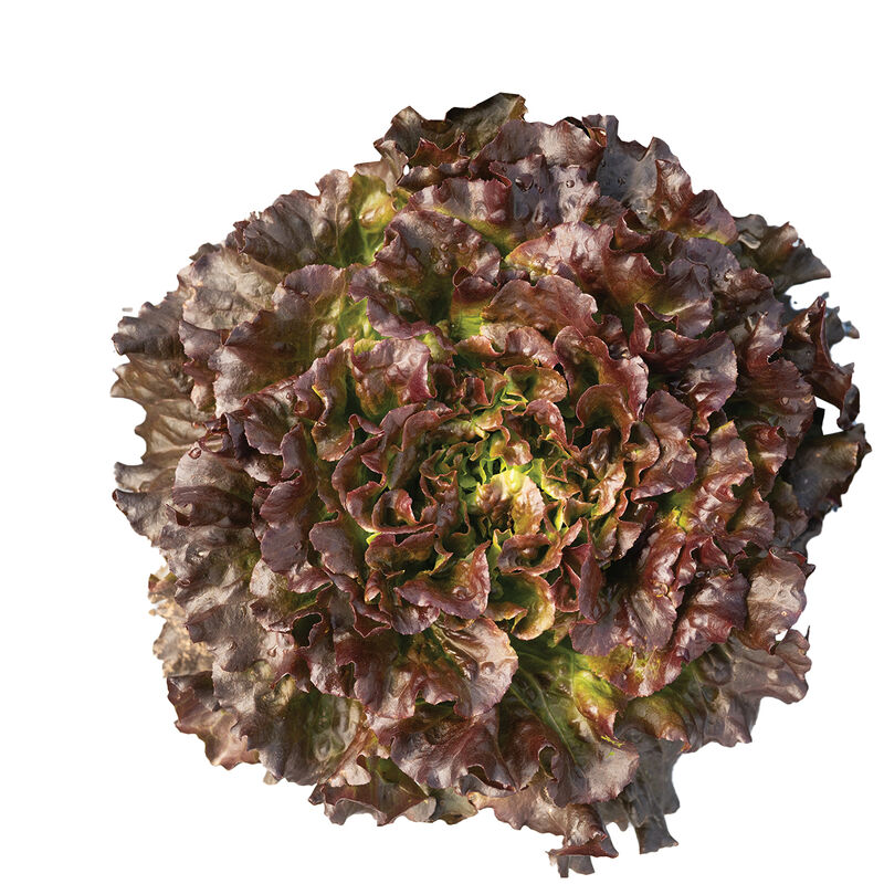 Salanova&reg; Hydroponic Red Batavia Salanova&reg; Lettuce