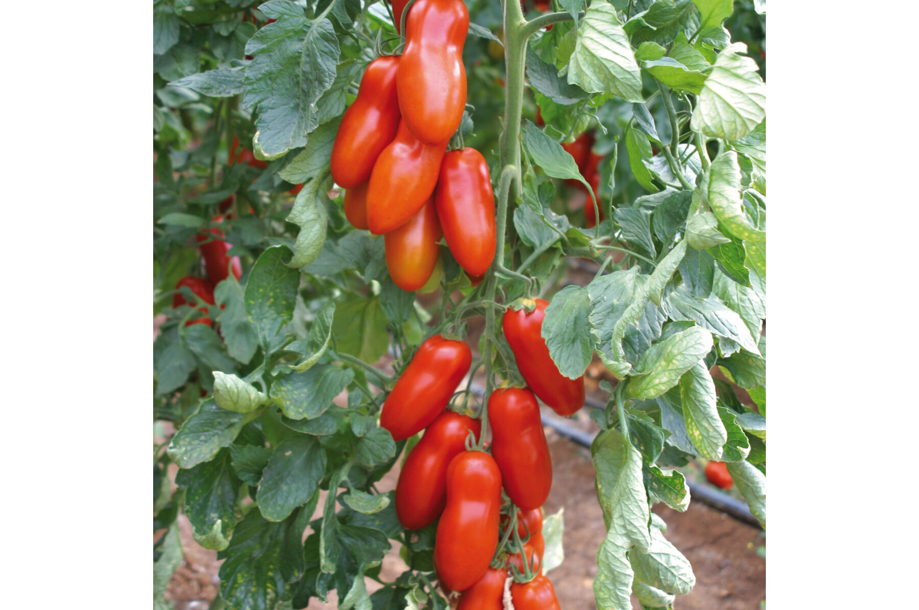 Pozzano Paste Tomatoes