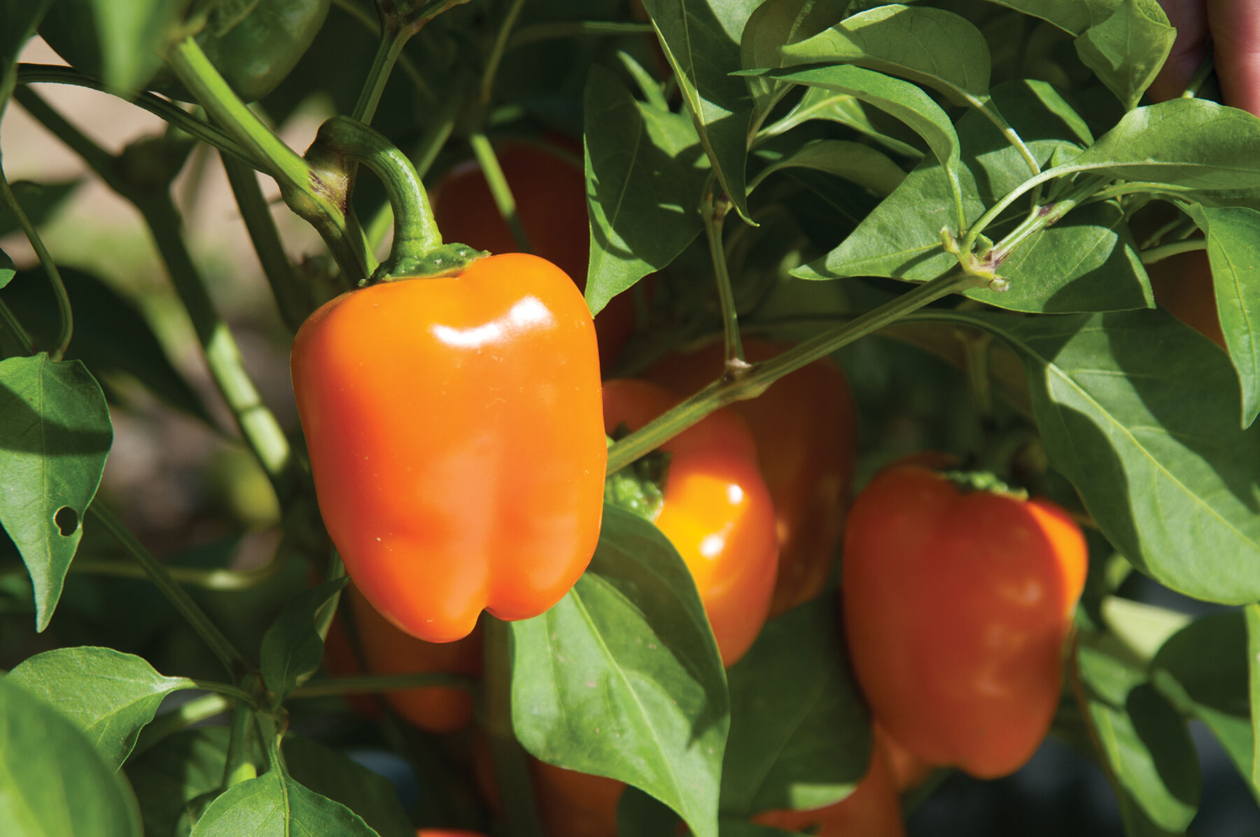 Eros Sweet Peppers