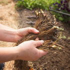 Sparkle &ndash; Spring-Planted Strawberry Bare-Root Plants