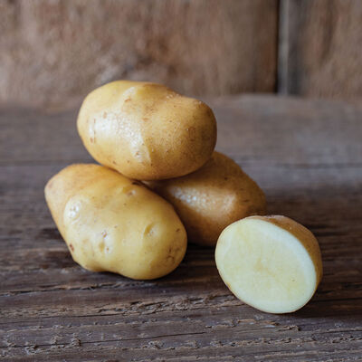 German Butterball &ndash; Early Ship Potatoes