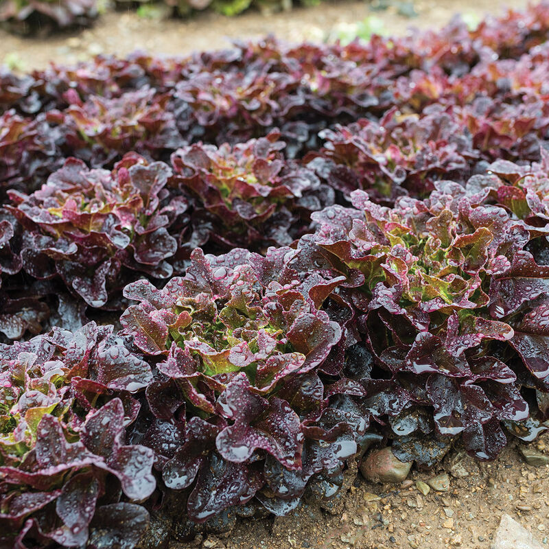 Salanova&reg; Red Oakleaf Salanova&reg; Lettuce