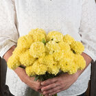 Nosento Limegreen Marigold