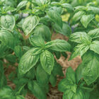 Noga Prospera&reg; Active DMR Genovese Basil