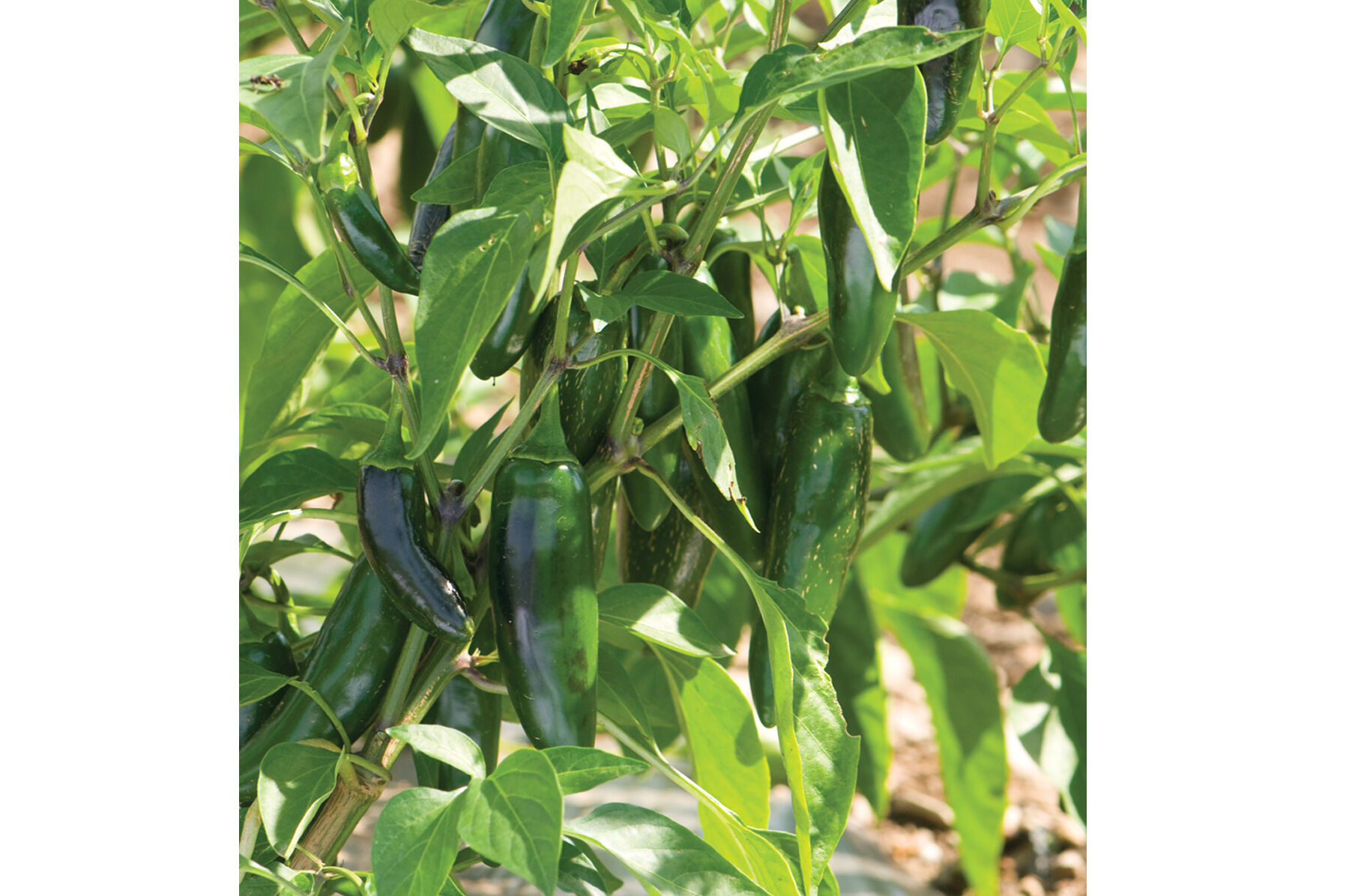 Jalafuego Hot Peppers