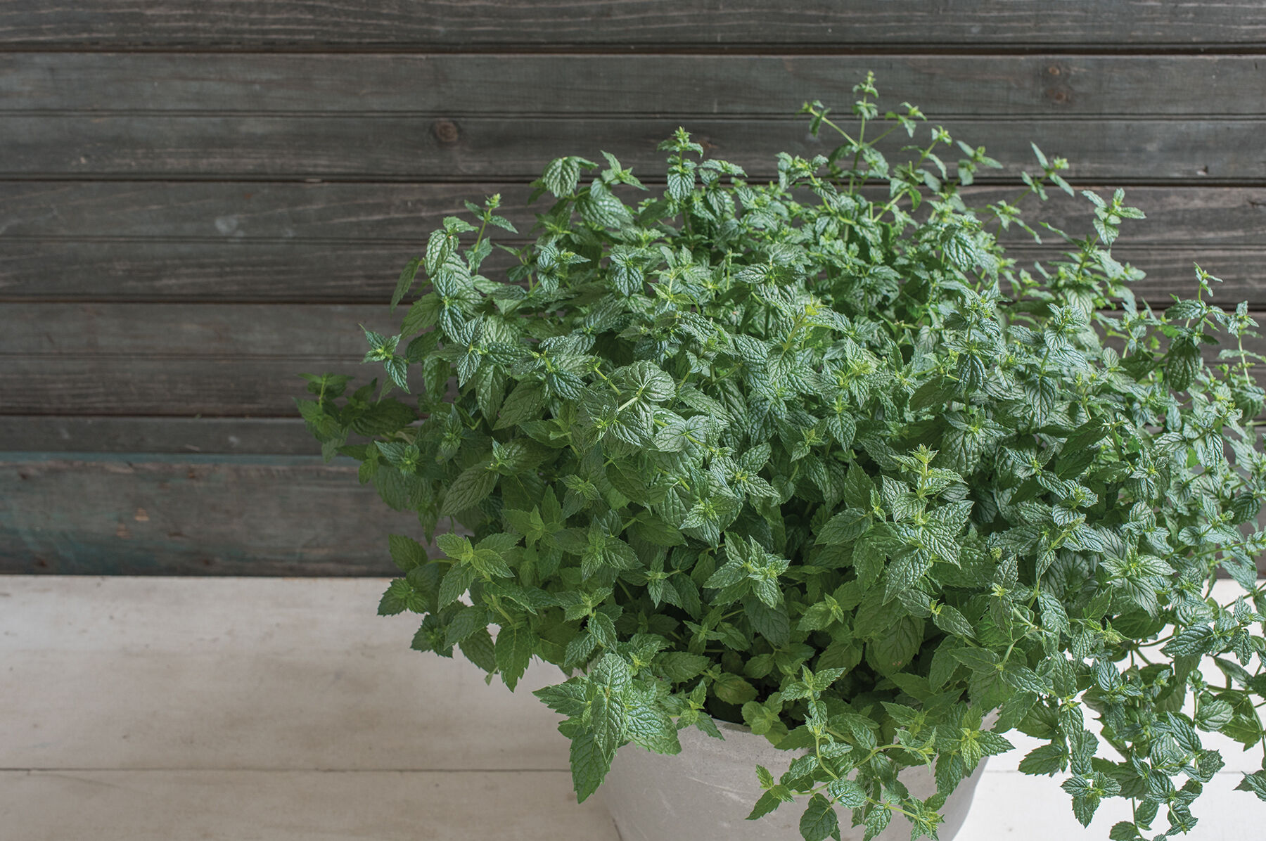 Common Mint Mint
