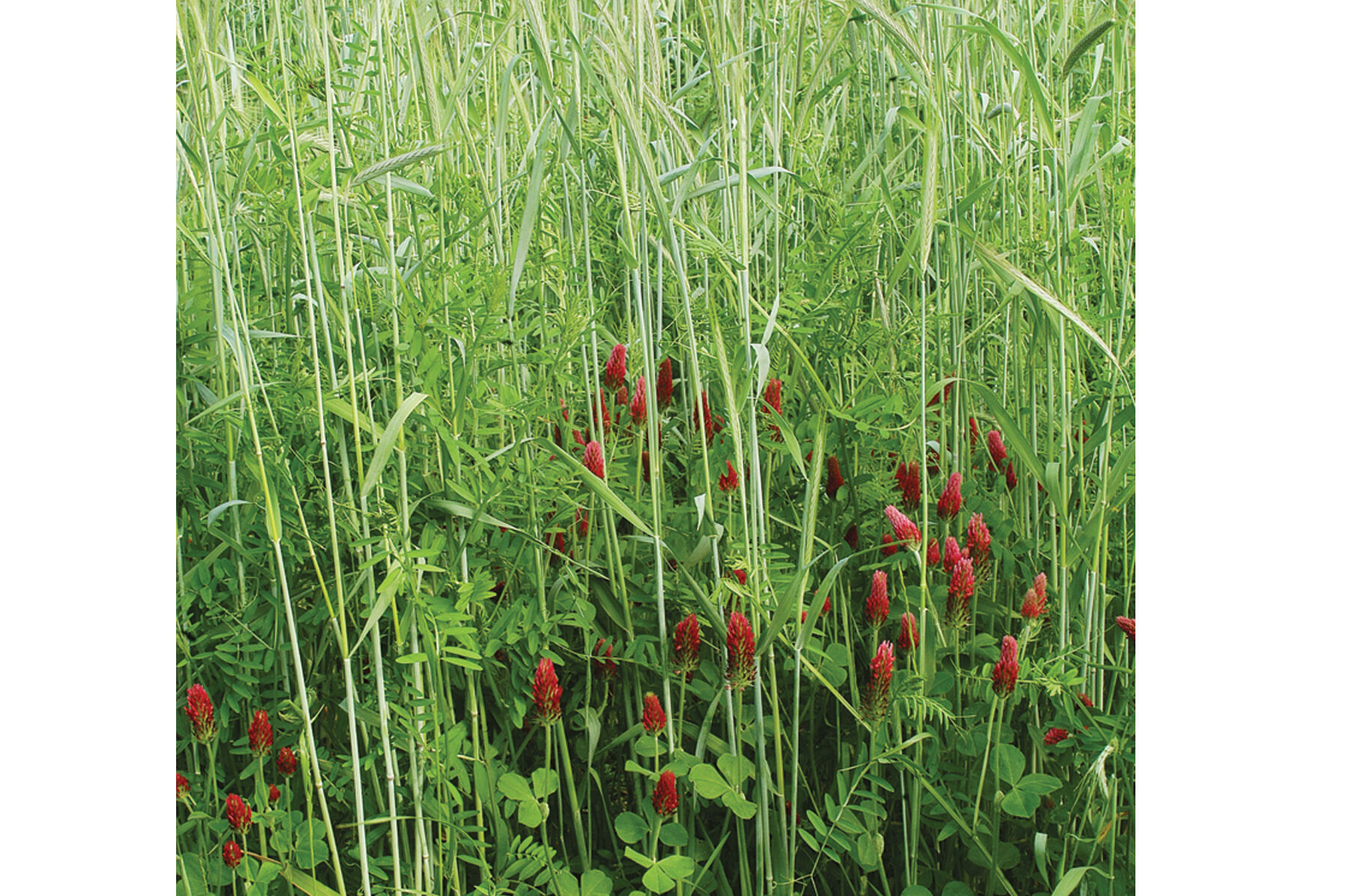 Fall Green Manure Mix Cover Crops