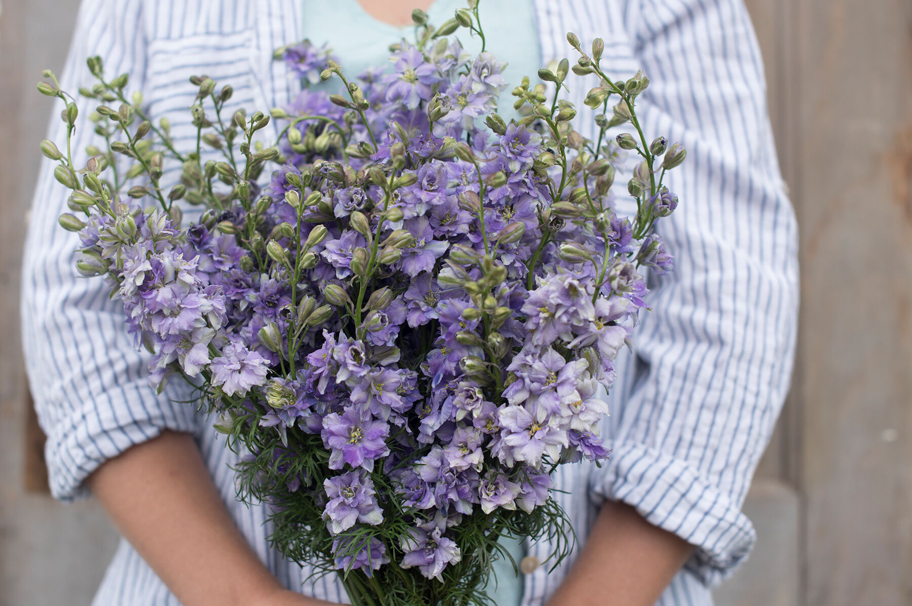 QIS&trade; Light Blue Larkspur