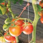 Stemhooks &ndash; 13,000 Count Trellising & Crop Supports