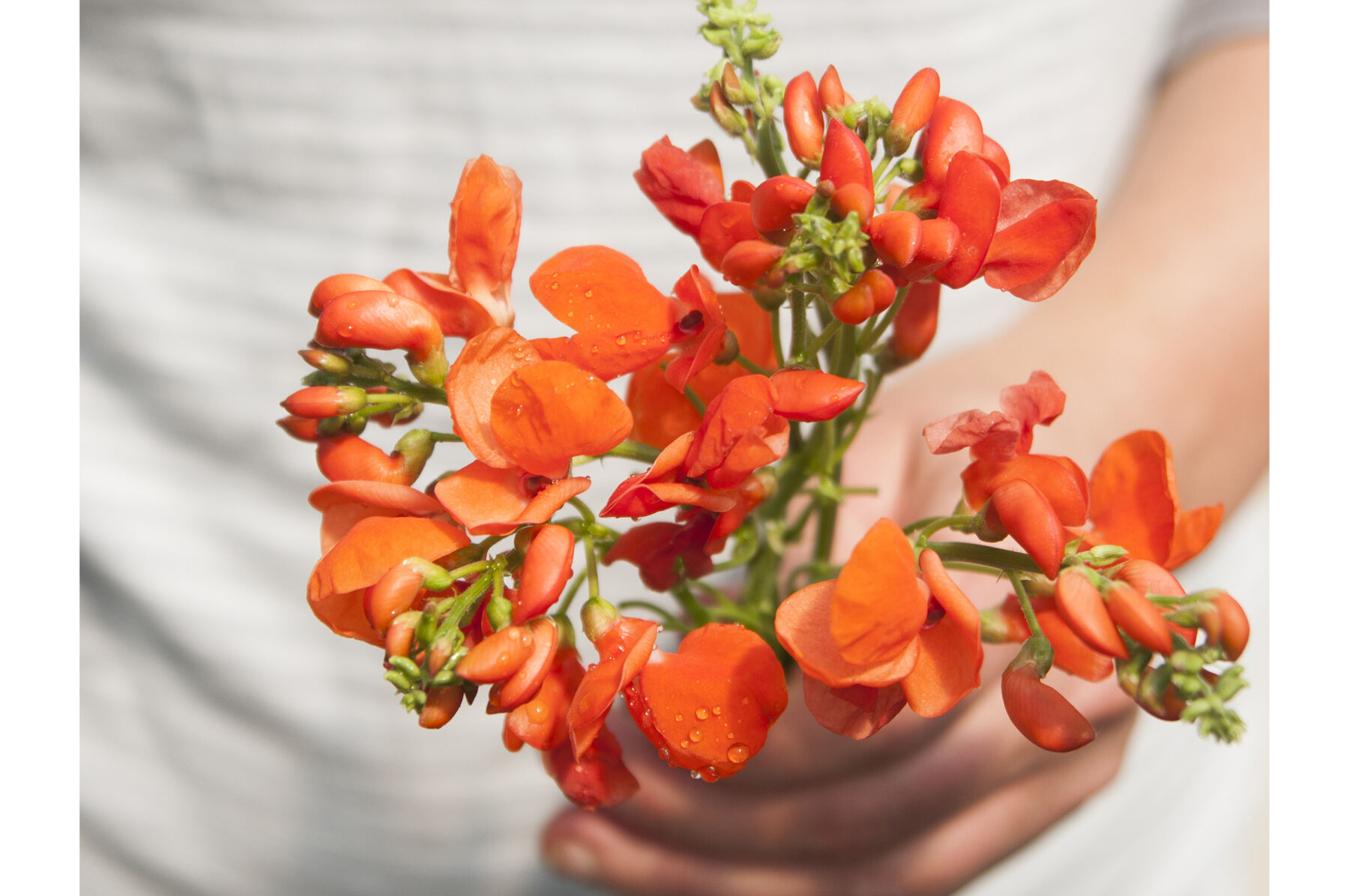 Scarlet Runner Bean Scarlet Runner Bean