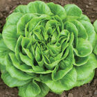 Salanova&reg; Green Butter Salanova&reg; Lettuce