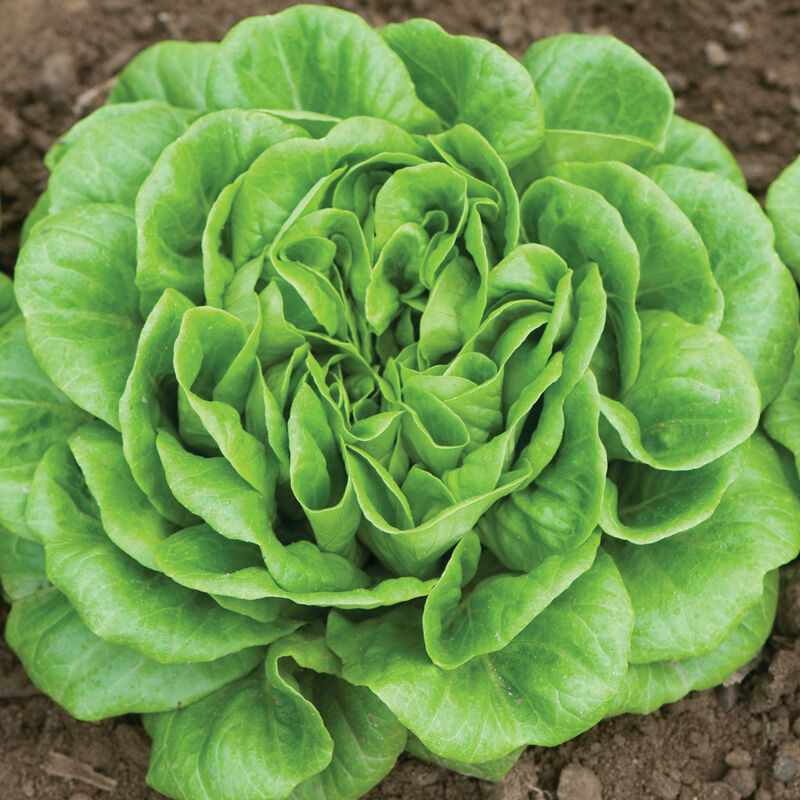 Salanova&reg; Green Butter Salanova&reg; Lettuce