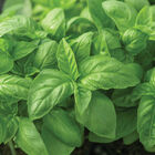 Prospera&reg; Italian Large Leaf DMR (ILL2) Italian Large Leaf Basil