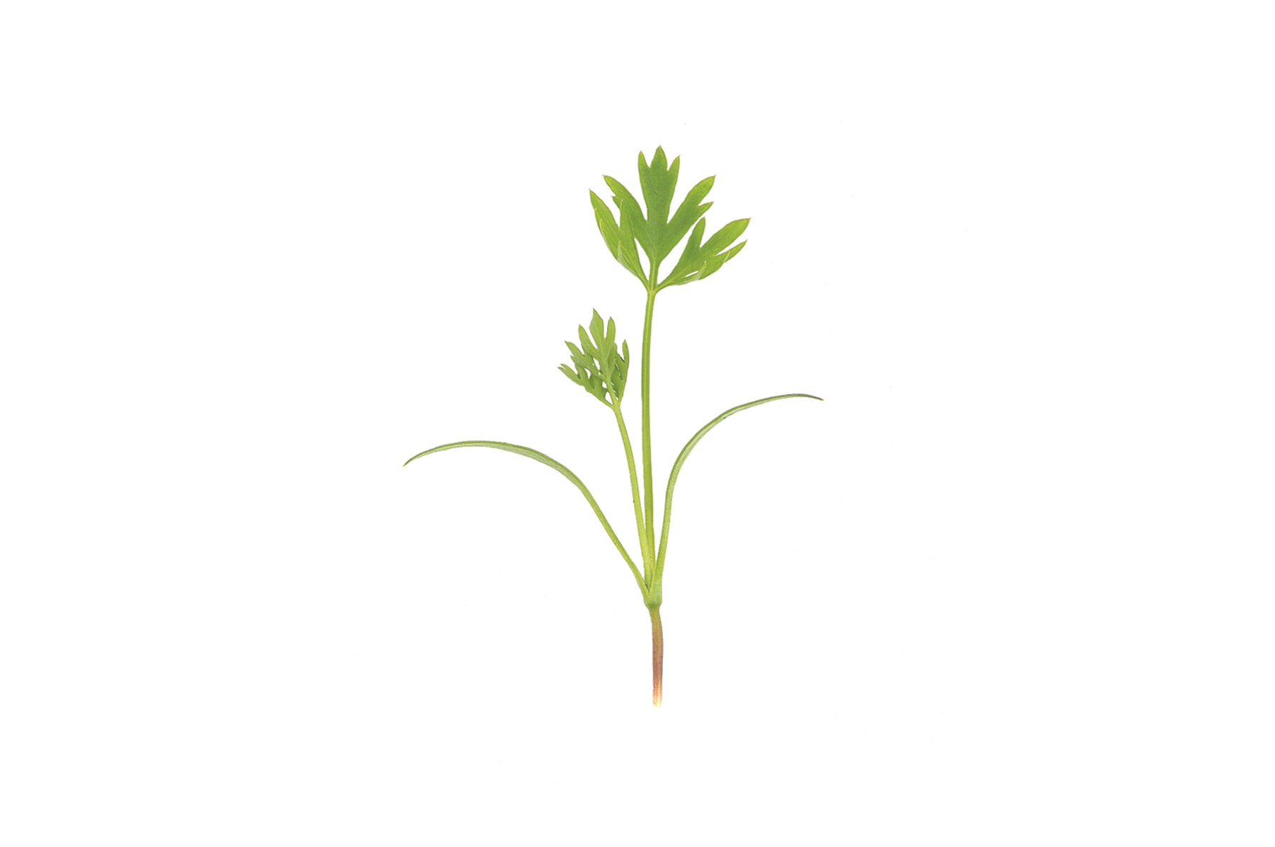 Carrot Microgreen Vegetables