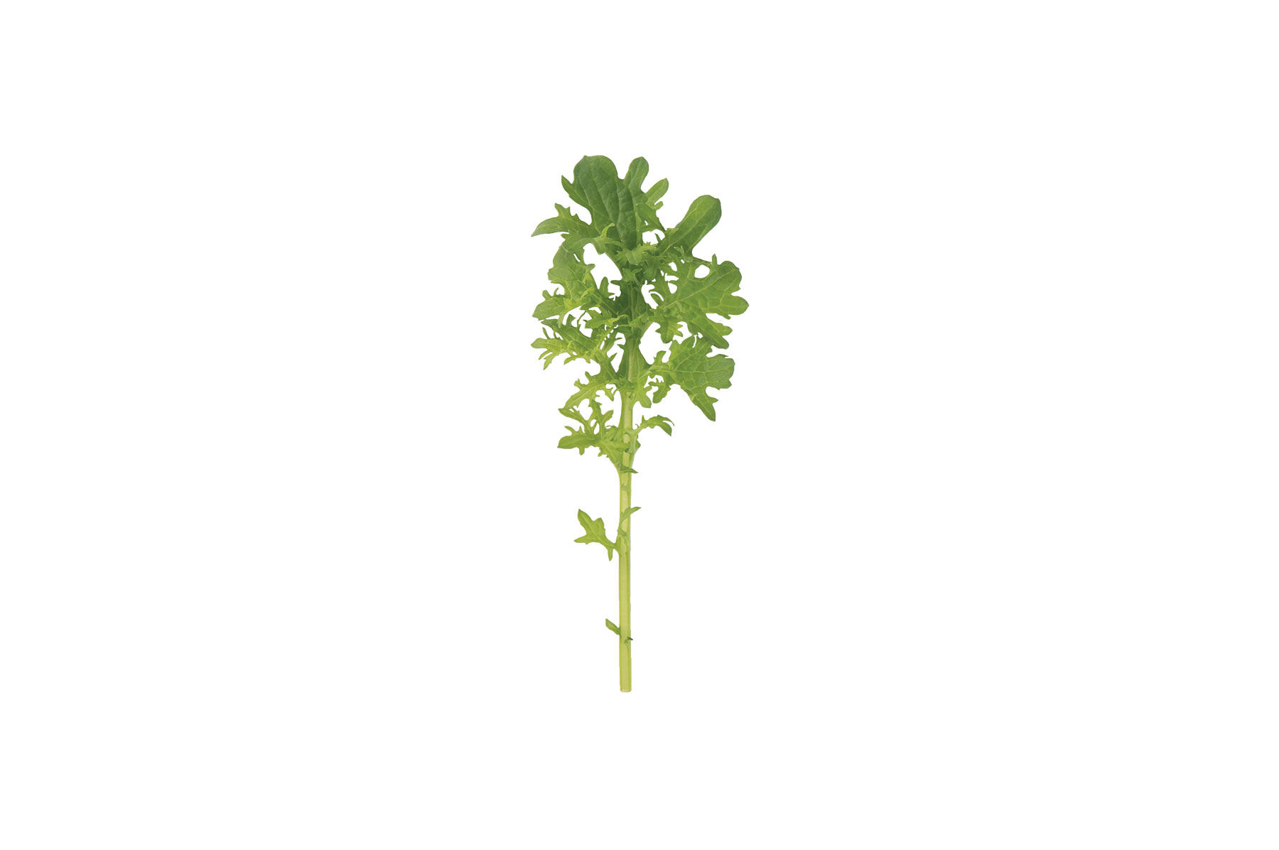 Golden Frills Mustard Greens