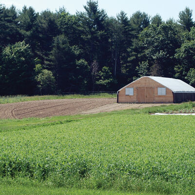Spring Green Manure Mix Cover Crop Mixes